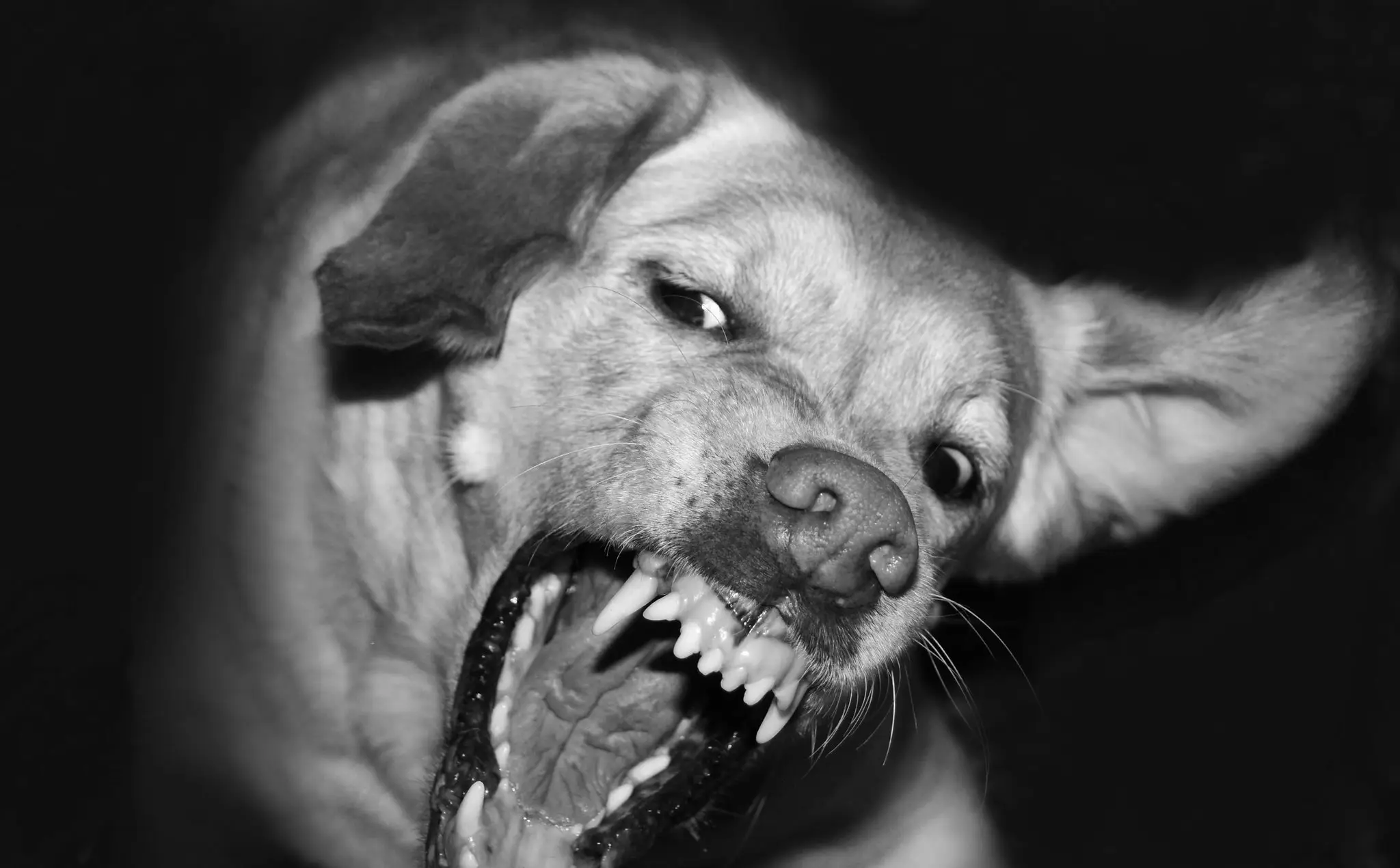 Primer plano en blanco y negro de un perro mostrando los colmillos.