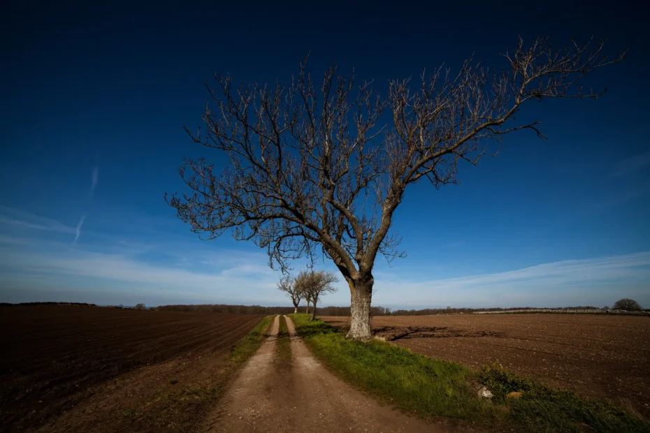 Camino rural de tierra bordeado por árboles secos bajo un cielo despejado.