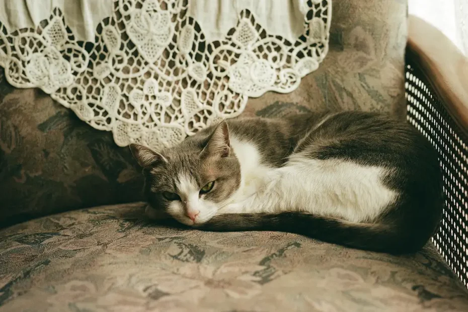 Gato gris y blanco recostado con expresión indiferente sobre un sillón antiguo de tapicería floral, junto a un tapete de encaje blanco.